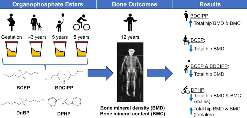 A graphical abstract of the study
