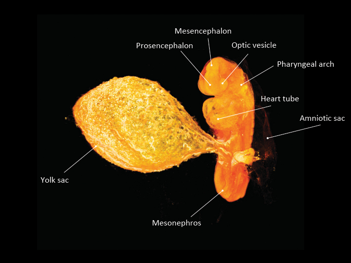 The embryo is shown from the ventral side, with the developing heart tube facing the viewer. Various organs are denoted.