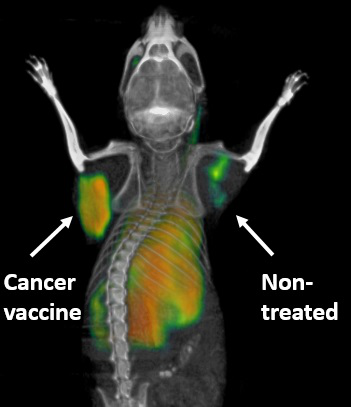 PET scan of a mouse showing activated T cells in tumor injected with cancer vaccine