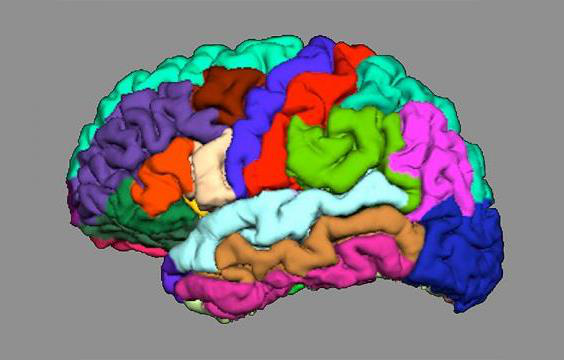 Simplified representation of cortical folding in different brain regions